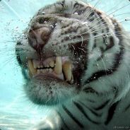Swarn - steam id 76561197961348275