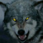 Kano_Wolfs