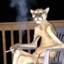 скрытопульный боец №322's avatar