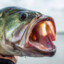 largemouth seabass
