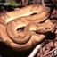 Sr.Bothrops