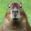 CAPYBARA II