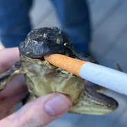 AAUBOLATABBIOOLATABOILAT