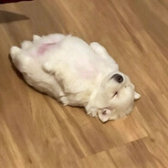 miumiu
