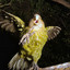 Kakapo Carioca