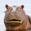 HappyHIPPO