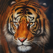 tigerfamily - steam id 76561199379139001