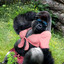 Sexy Gorilla Mama