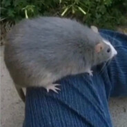 ratgaming