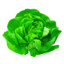 lechuga mantecosa