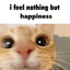 happycat.com