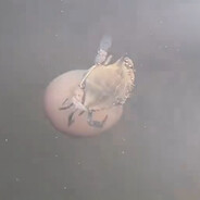 fucking crab avatar