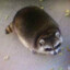 FatRaccoon