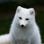 White Fox