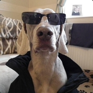 WarDog