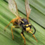 Wasp