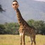 Mr. Buckles