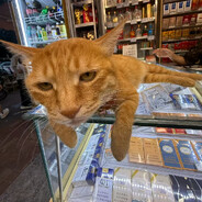 我要吃你的蛋炒饭