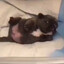 pibble