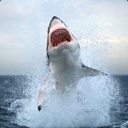 Atilathehun07 - steam id 76561197960500230