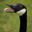 CanadianGoose