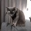AcidBurnCat