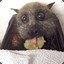 fruitBat