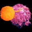 God&#039;s Strongest CD8+ T Cell