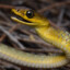 Sneaky Little Slithery Snake