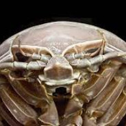 i miss isopod