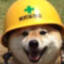 Panda KURWO.