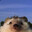 hedgehog.png