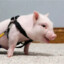 Chris P. Bacon
