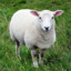 virallinen lammas no#208512759