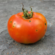 UNMARKETABLE TOMATO