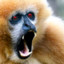 Irked Gibbon