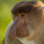 😩 Proboscis Monkey 😩