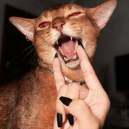 不爱吃鱼的小芋