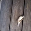 pioupiou il est mort