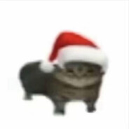 圣诞小猫