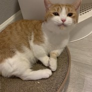 司南和糖水草莓