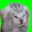 頭抱えてる猫