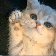 想和你养只小猫