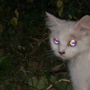 今晚月亮心动啦