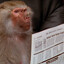 CEO Baboon