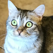 4kriebz - steam id 76561198812393747