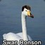 Swan Ronson