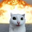 IAmMrTacoCat