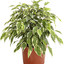 ficus_benjamini