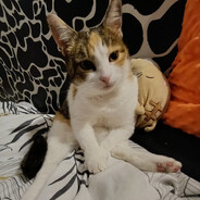 凸R4dz1o凸 - steam id 76561199409776059